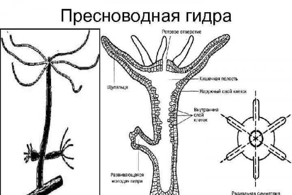 Блек спрут bs2web top